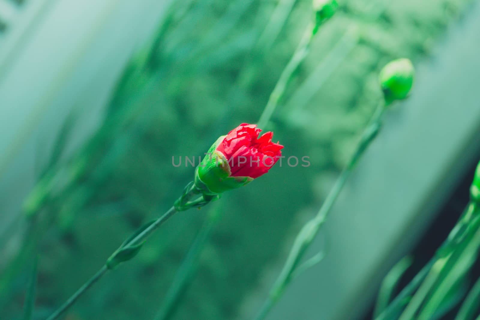 Roses in the garden filtered, Roses are beautiful with a beautiful sunny day.