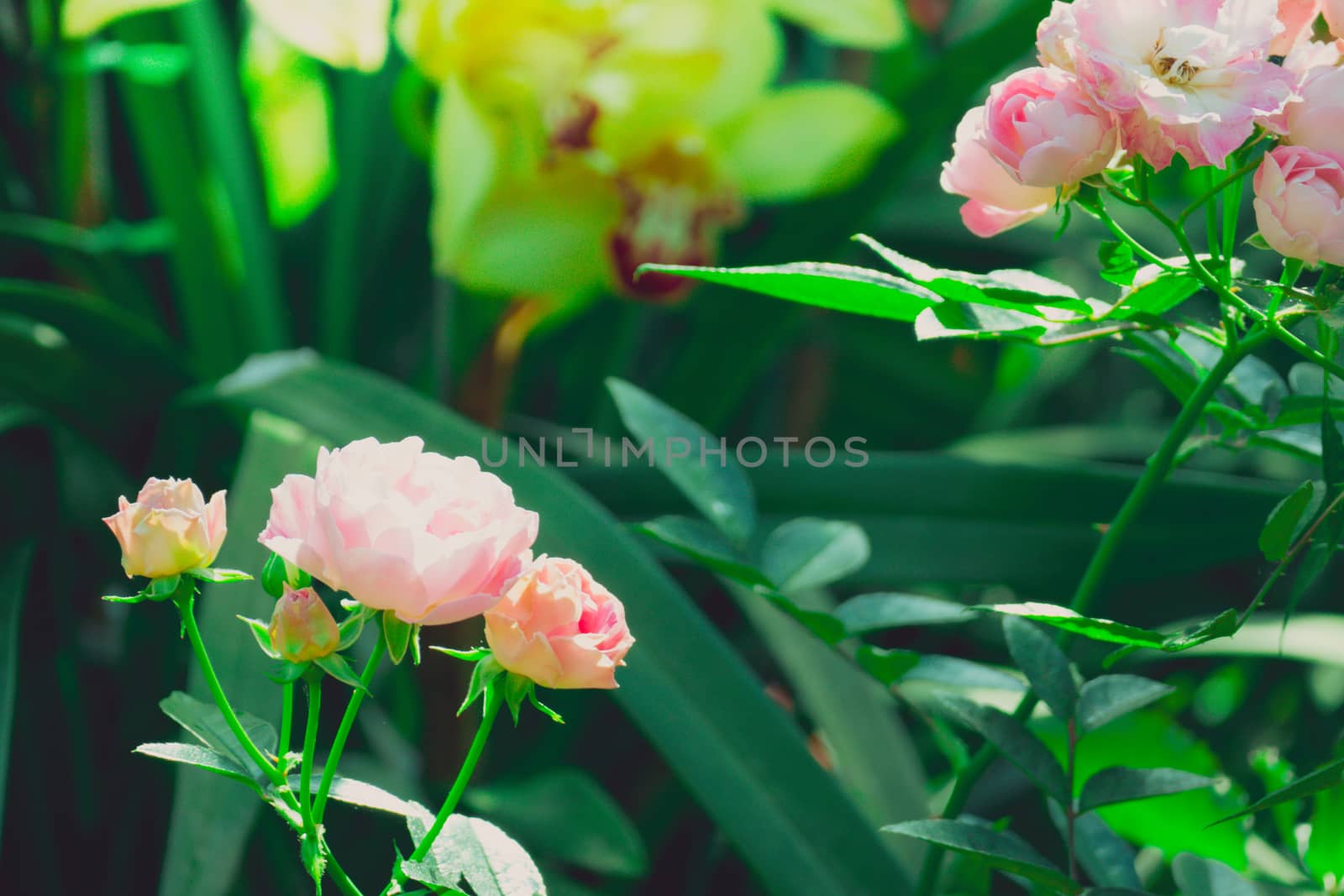 Roses in the garden filtered, Roses are beautiful with a beautiful sunny day.