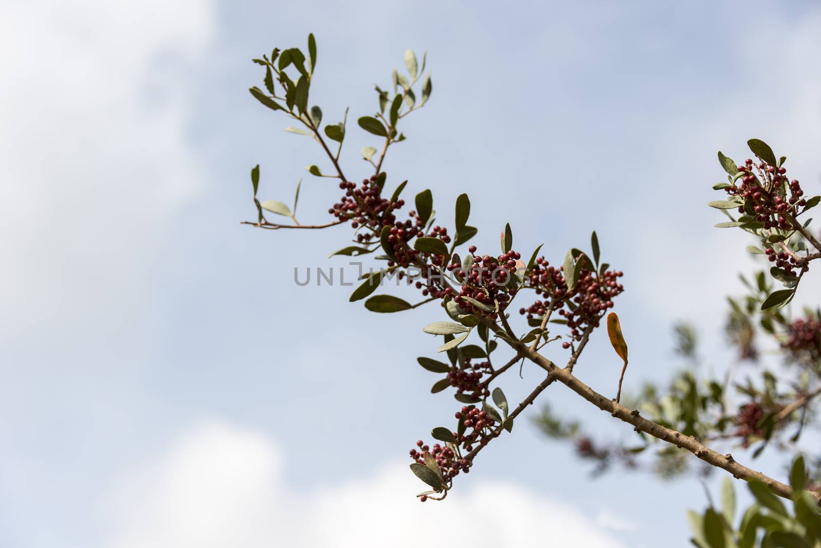 green tree red berries in nature with blue sky