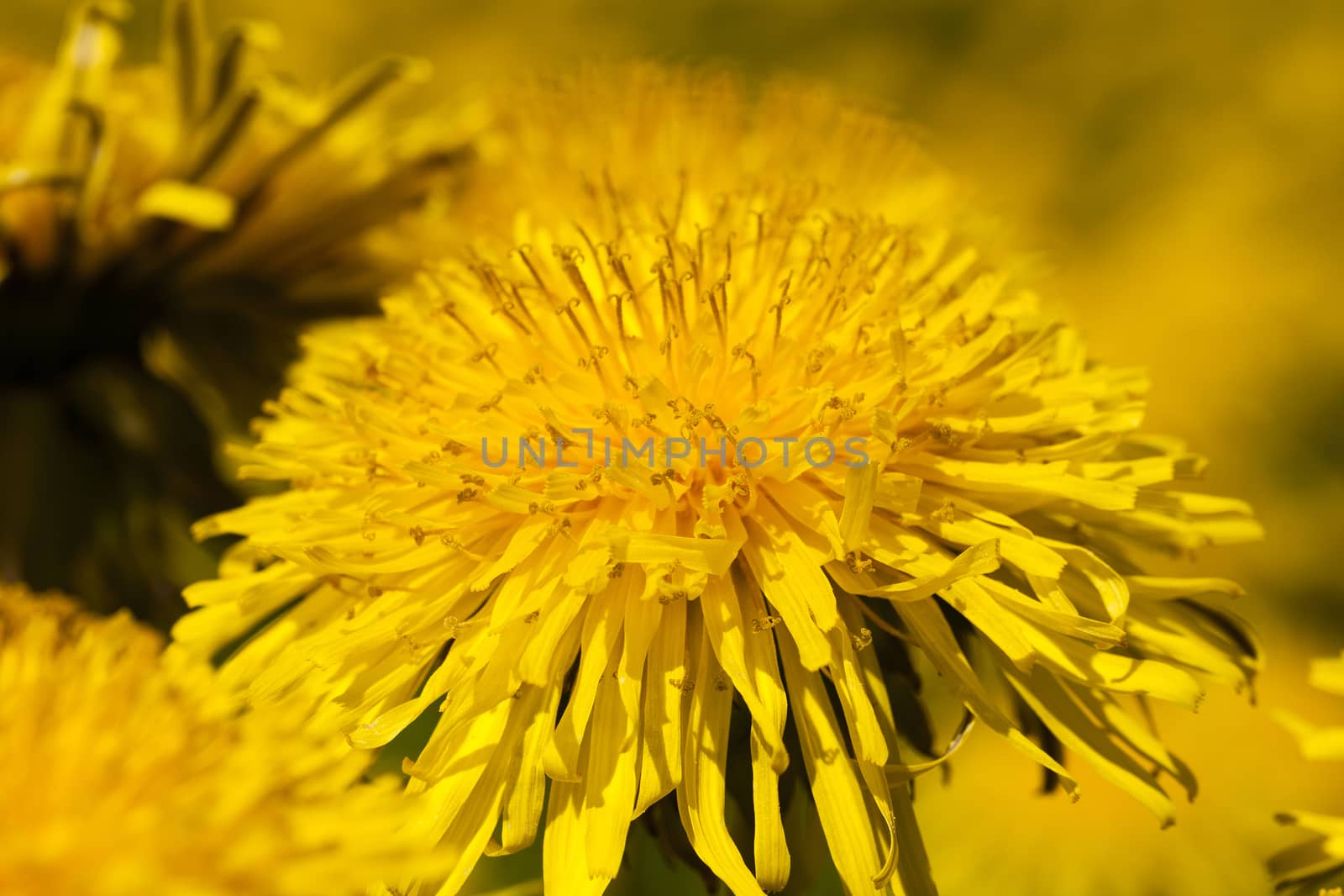   photographed close up of yellow dandelions. spring