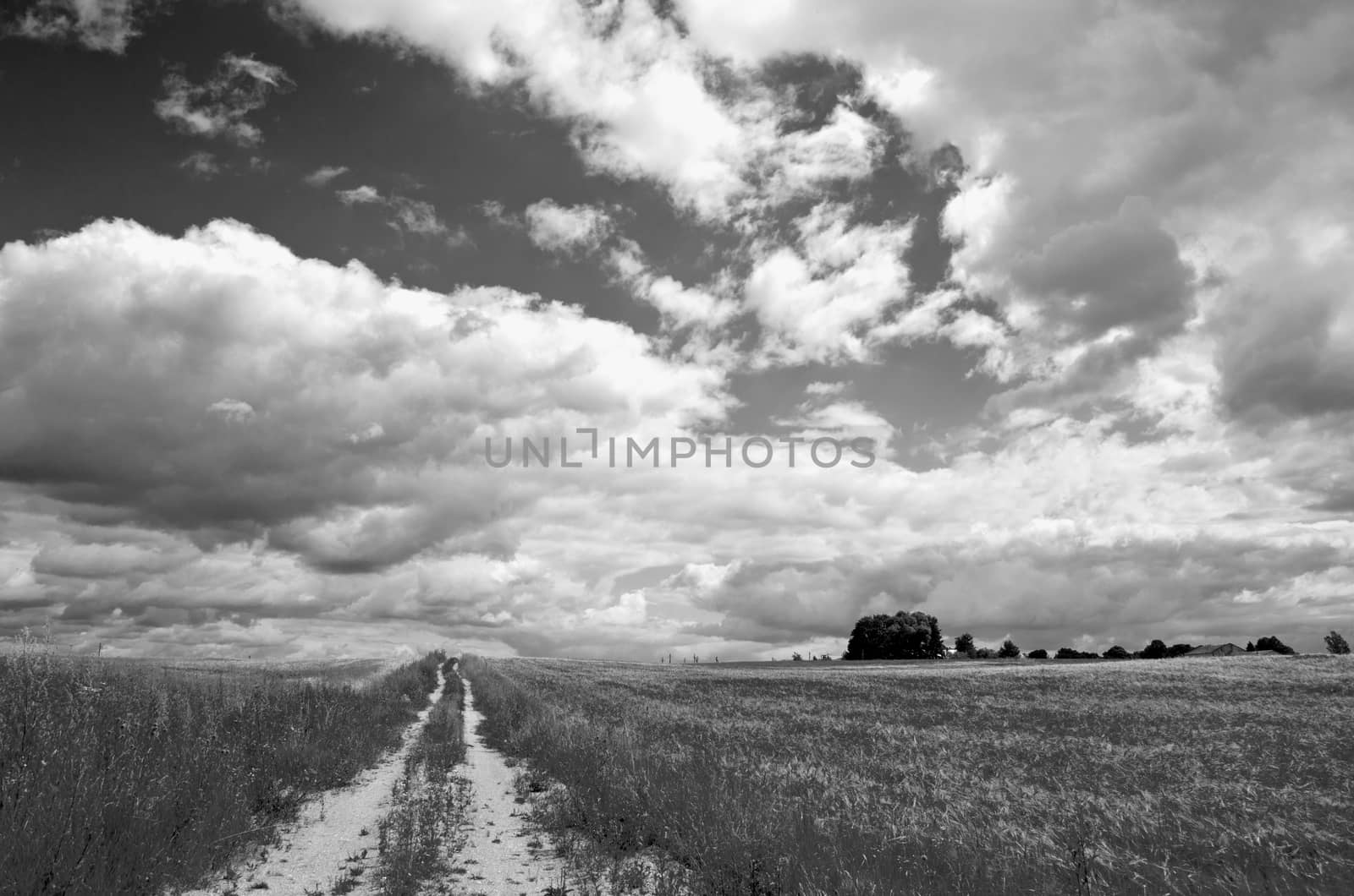 Country road through meadow, black and white rural landscape