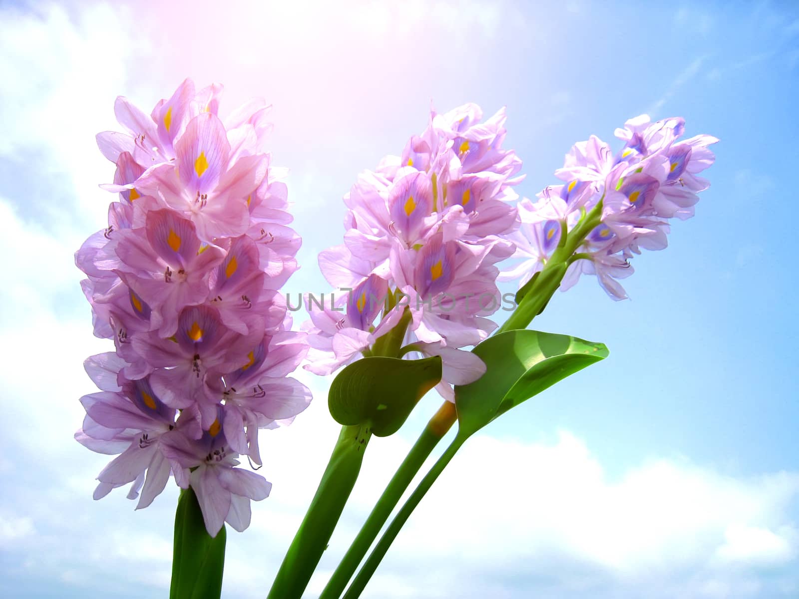 purple flower