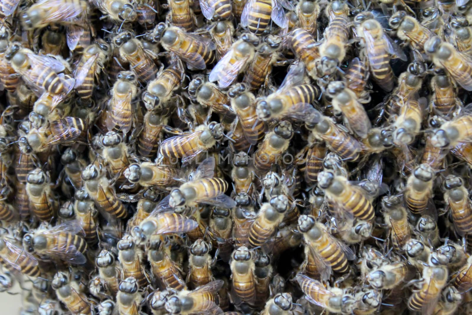 Beehive