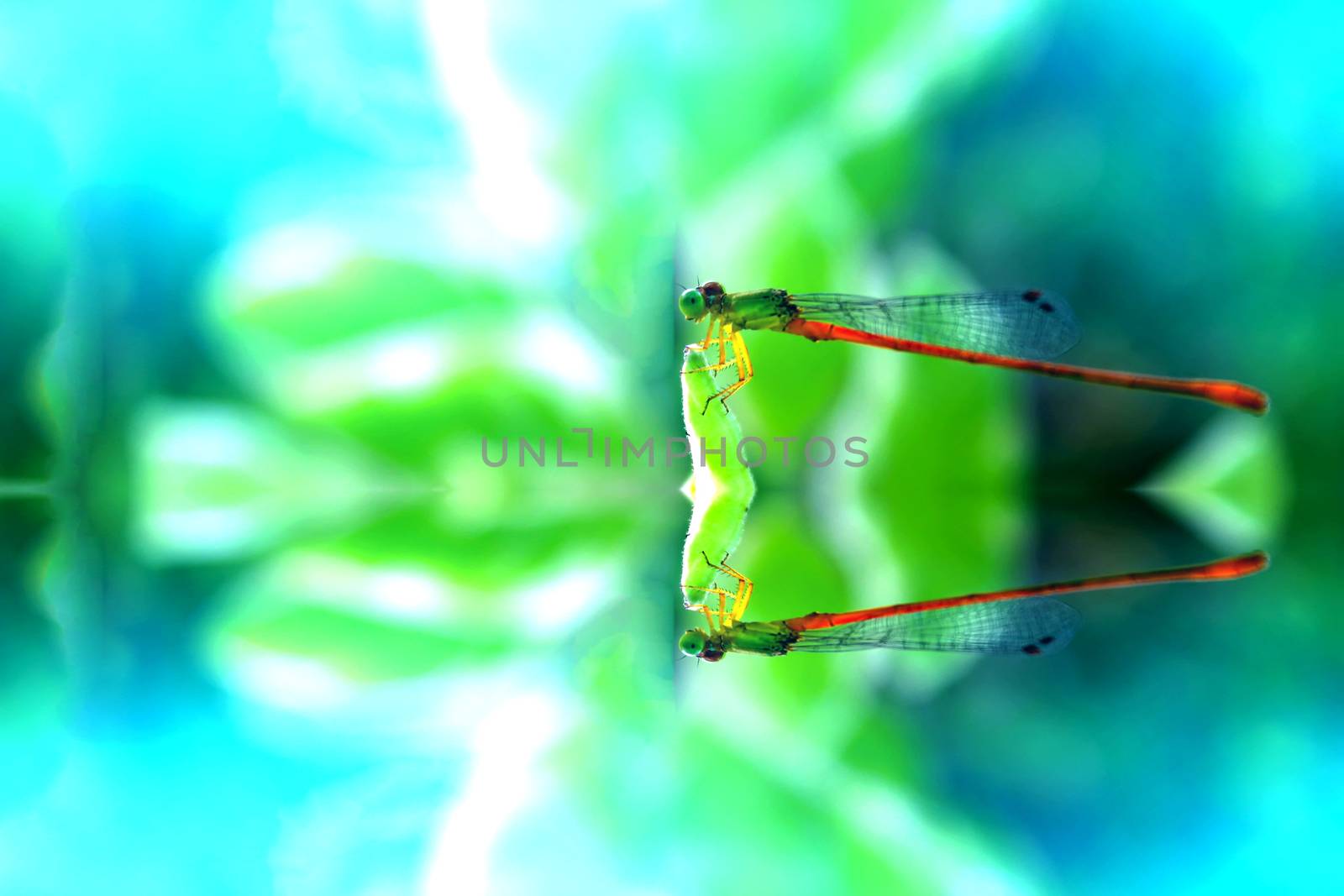 dragonfly