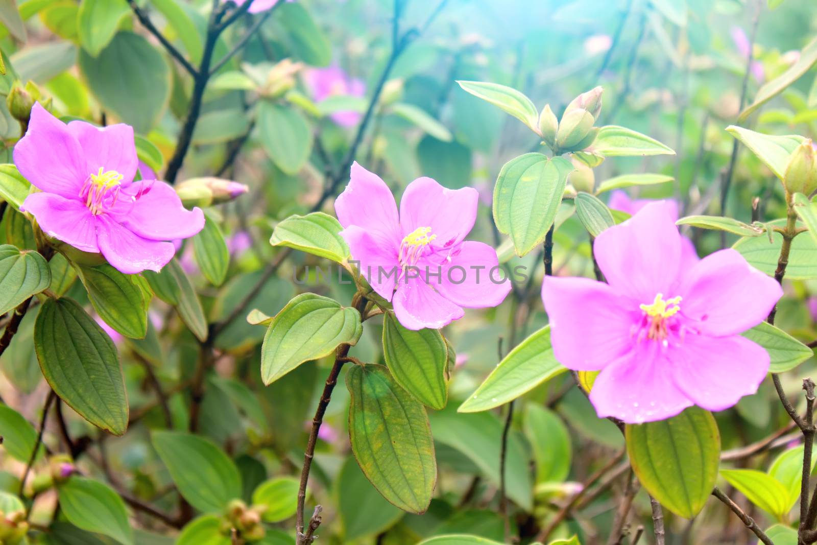 Flower