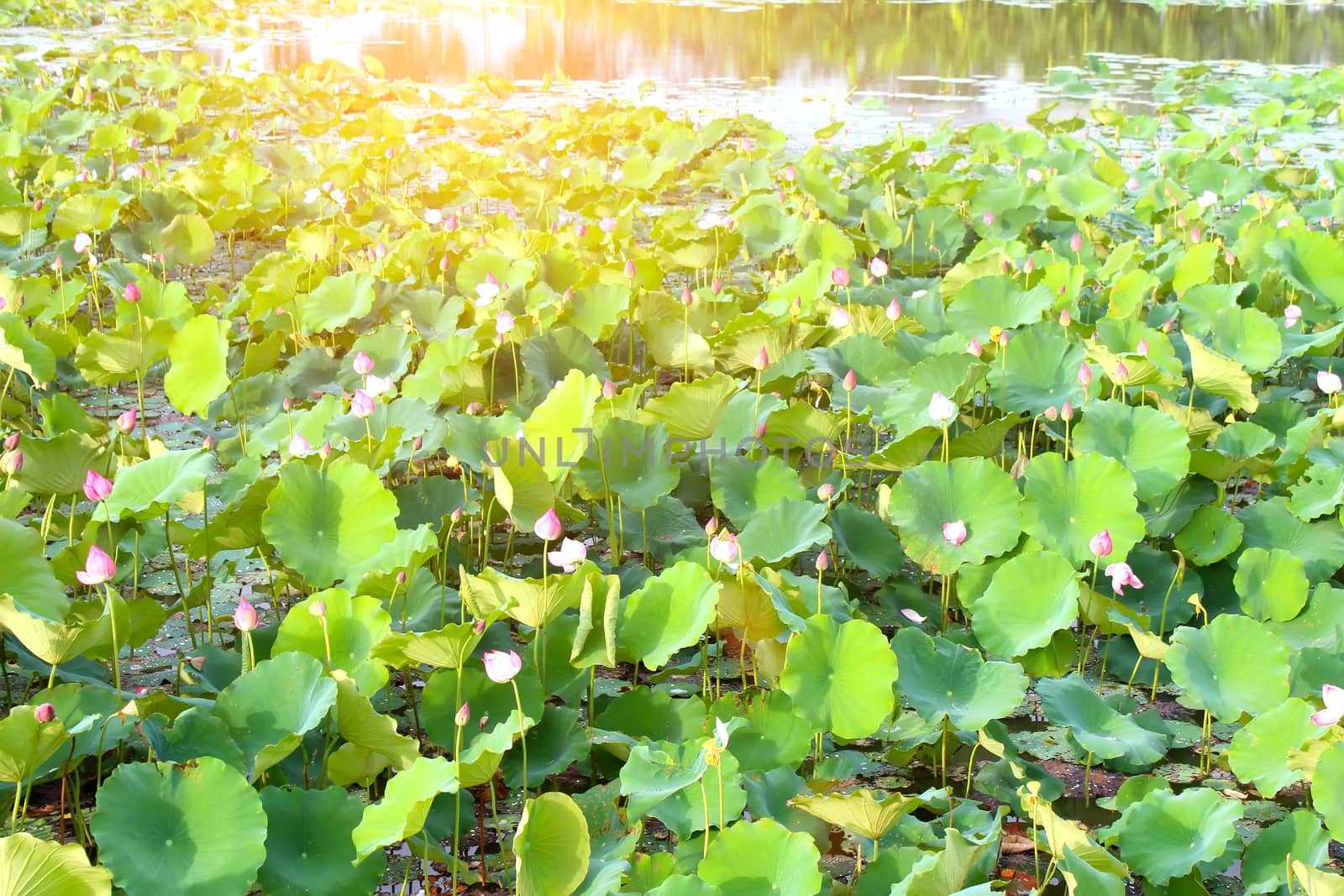 lotus pond