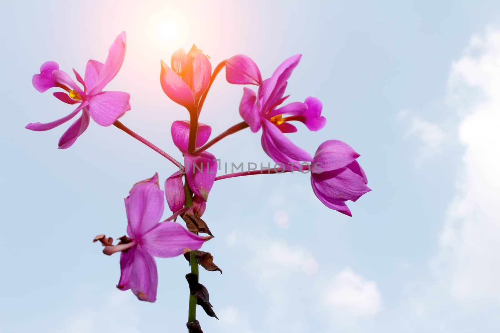 purple flower