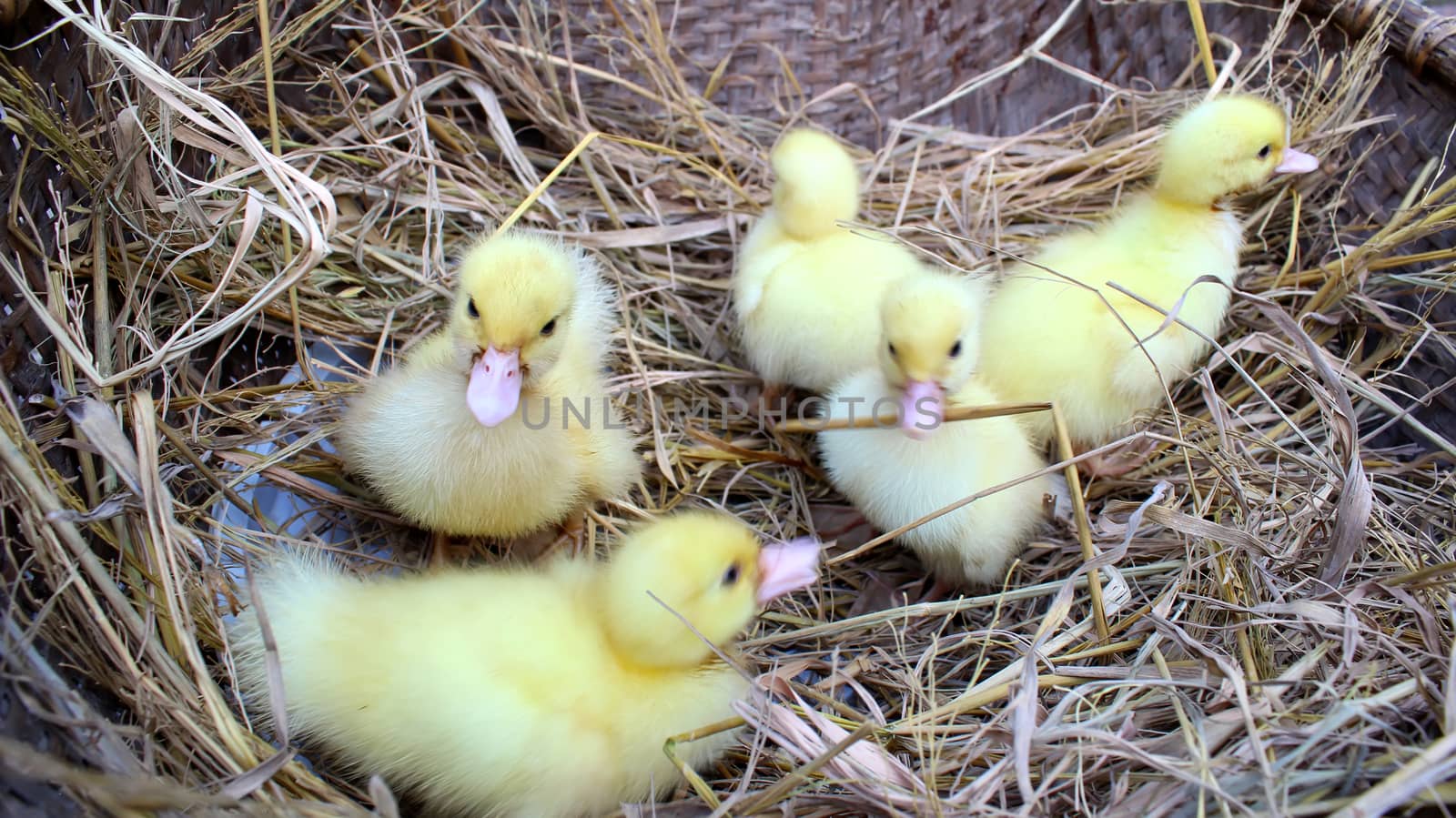 baby swans
