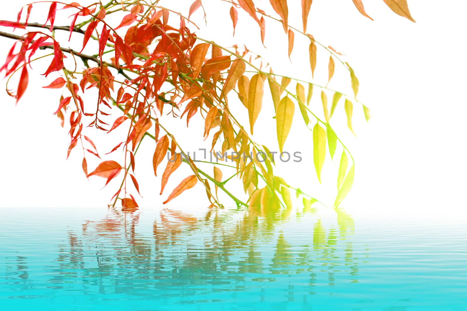 leaf