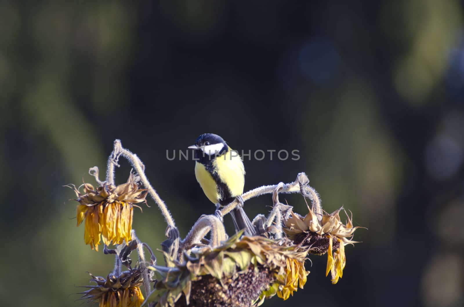 Great tit Parus major major sitting on sunflower in the autumn