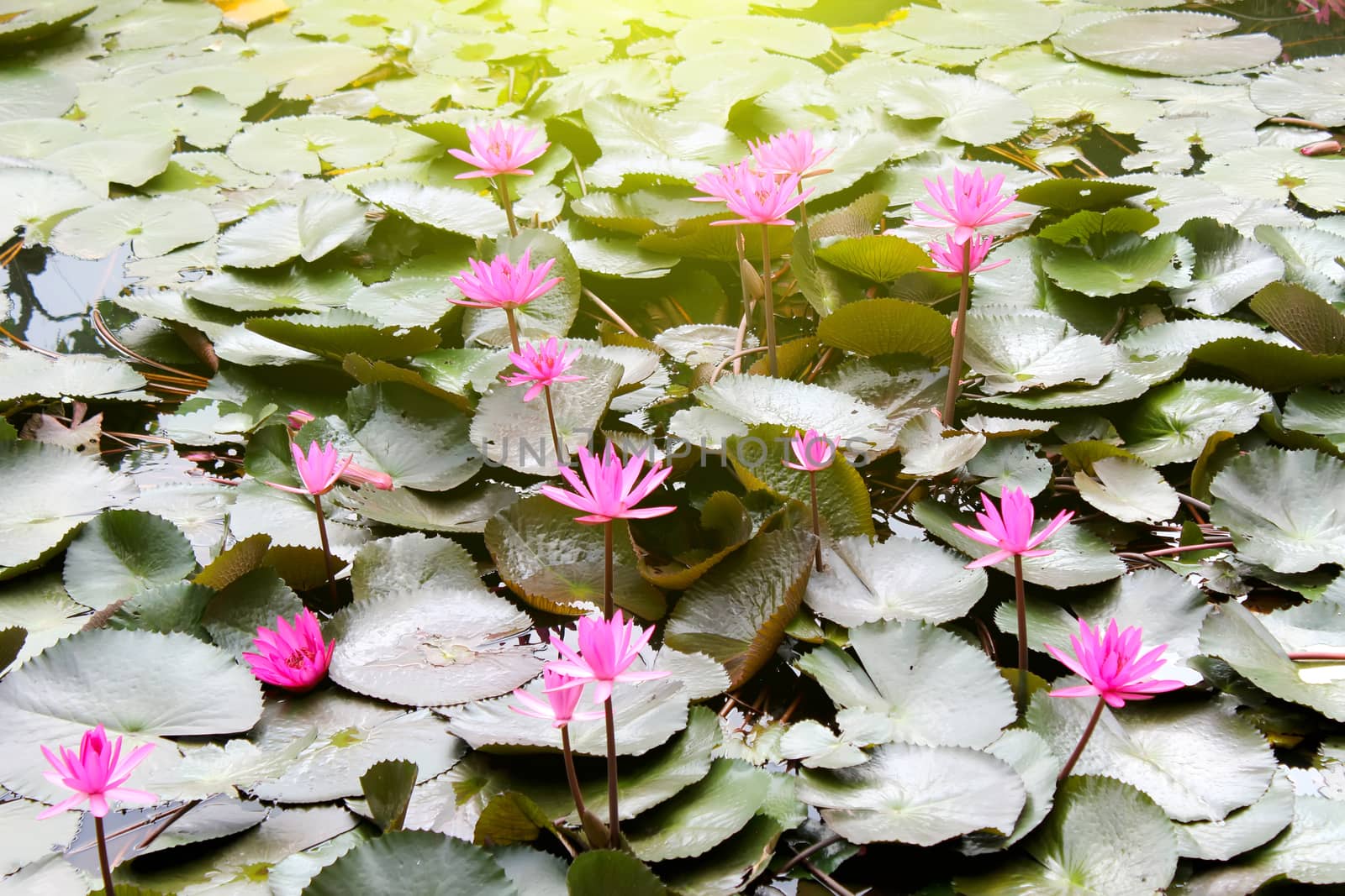 water lily