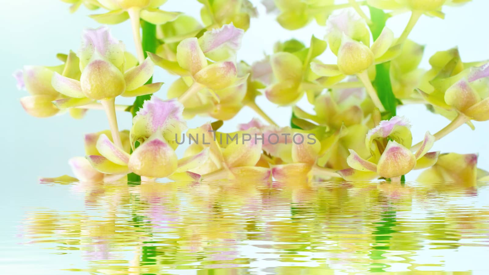 orchid isolated on white background