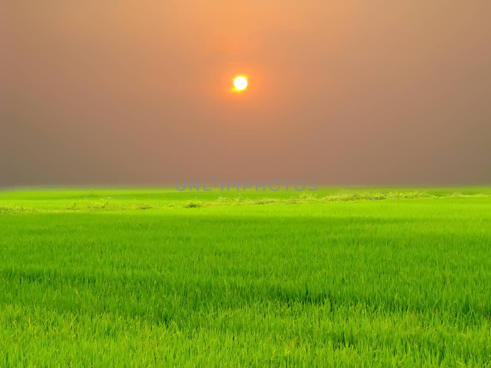 Green paddy and sky