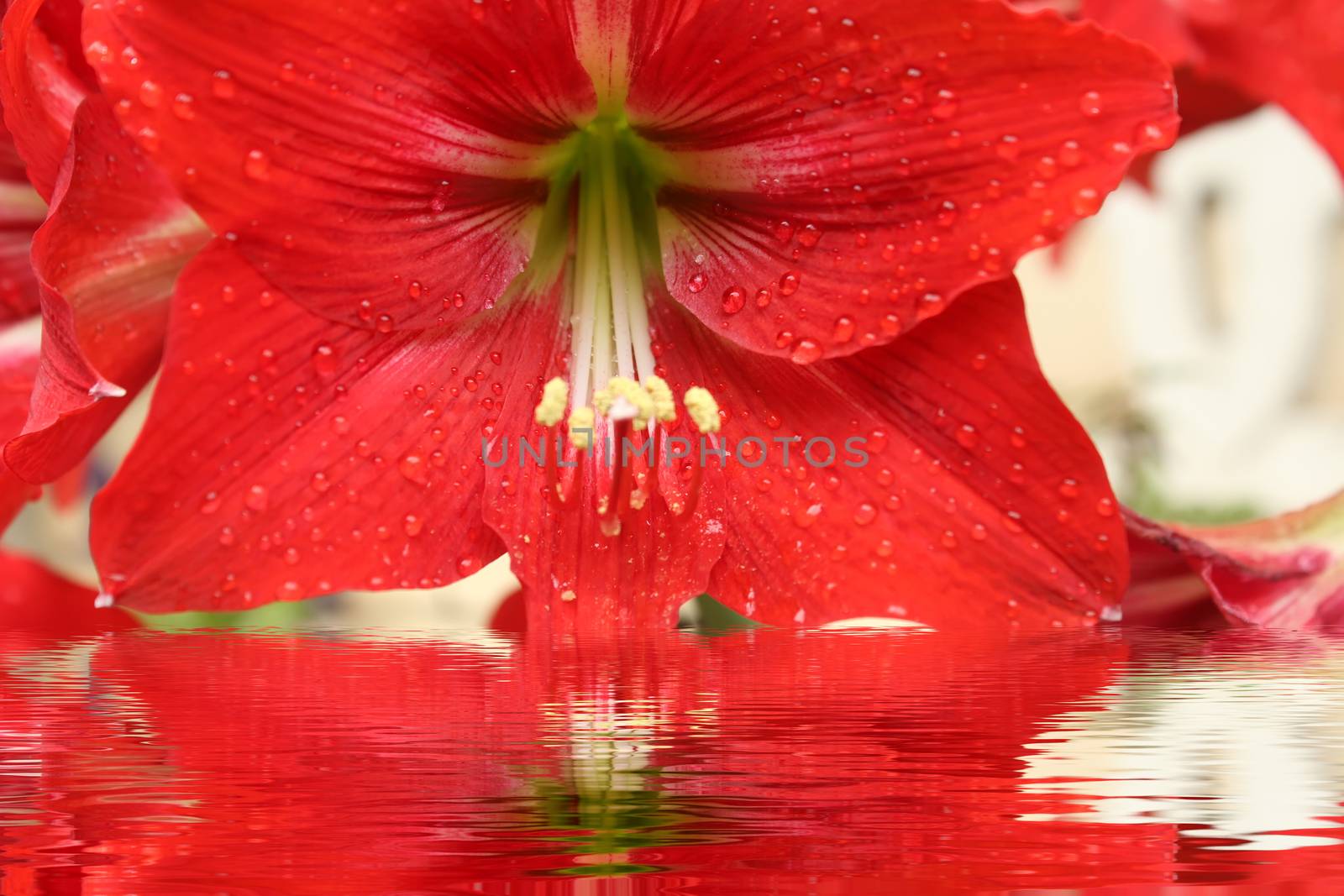 beautiful red lily 