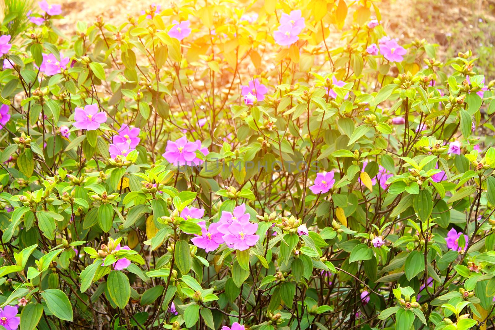 Flower