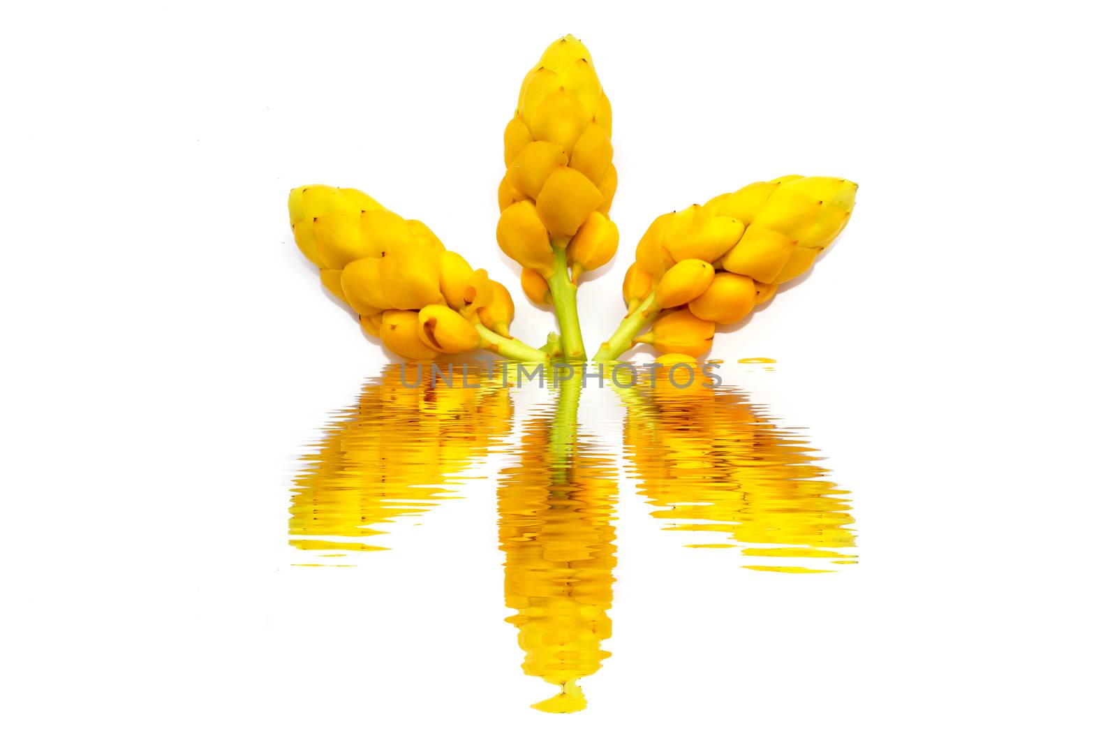 yellow flower