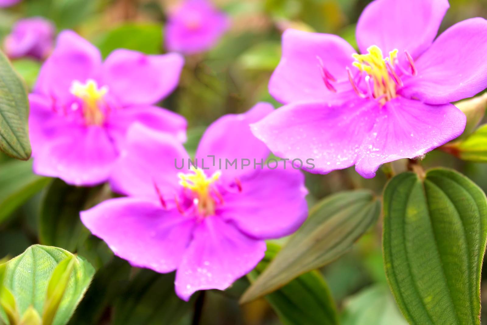 Flower