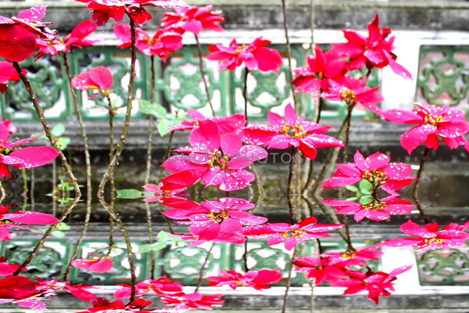 red flower