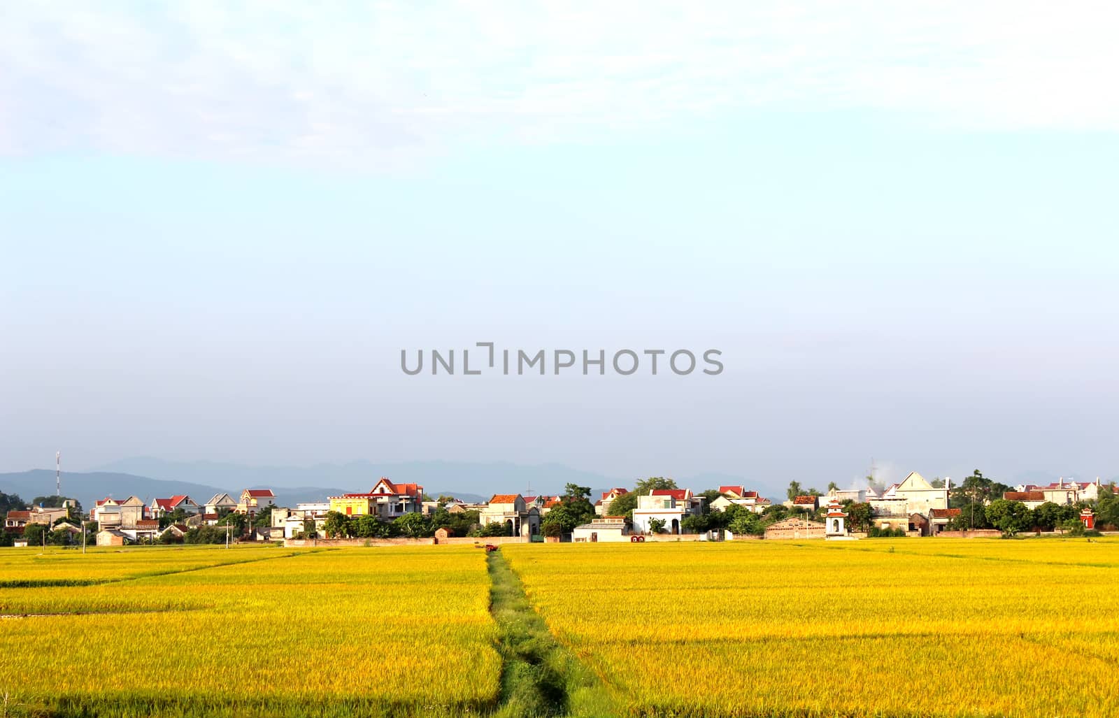 paddy field