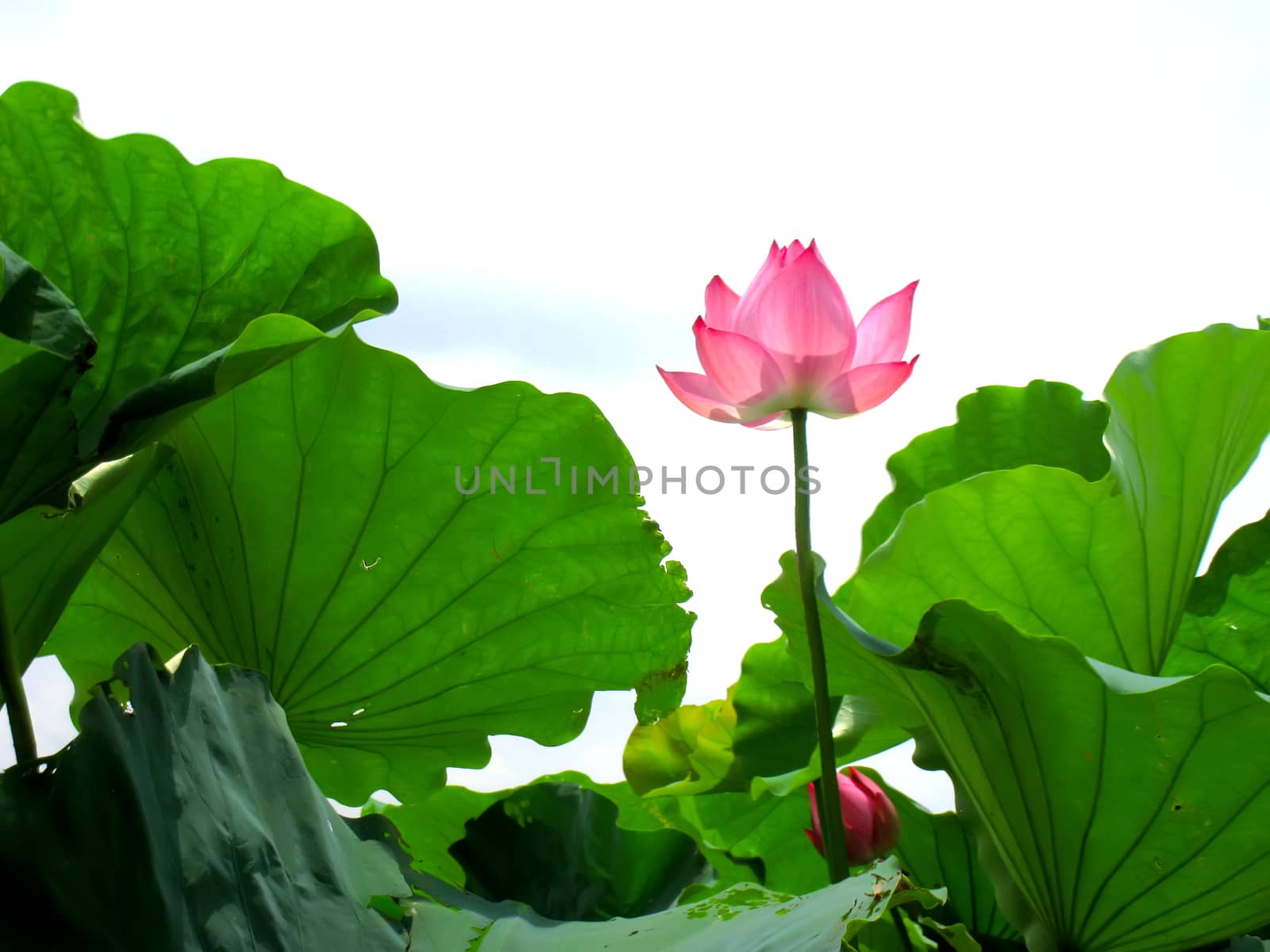 lotus pond