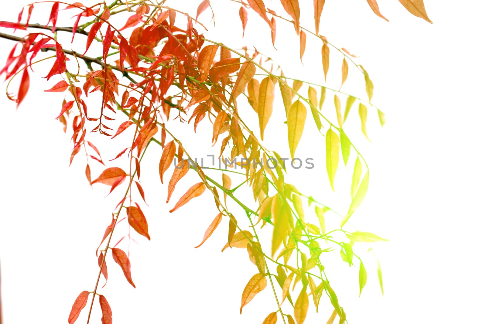 leaf