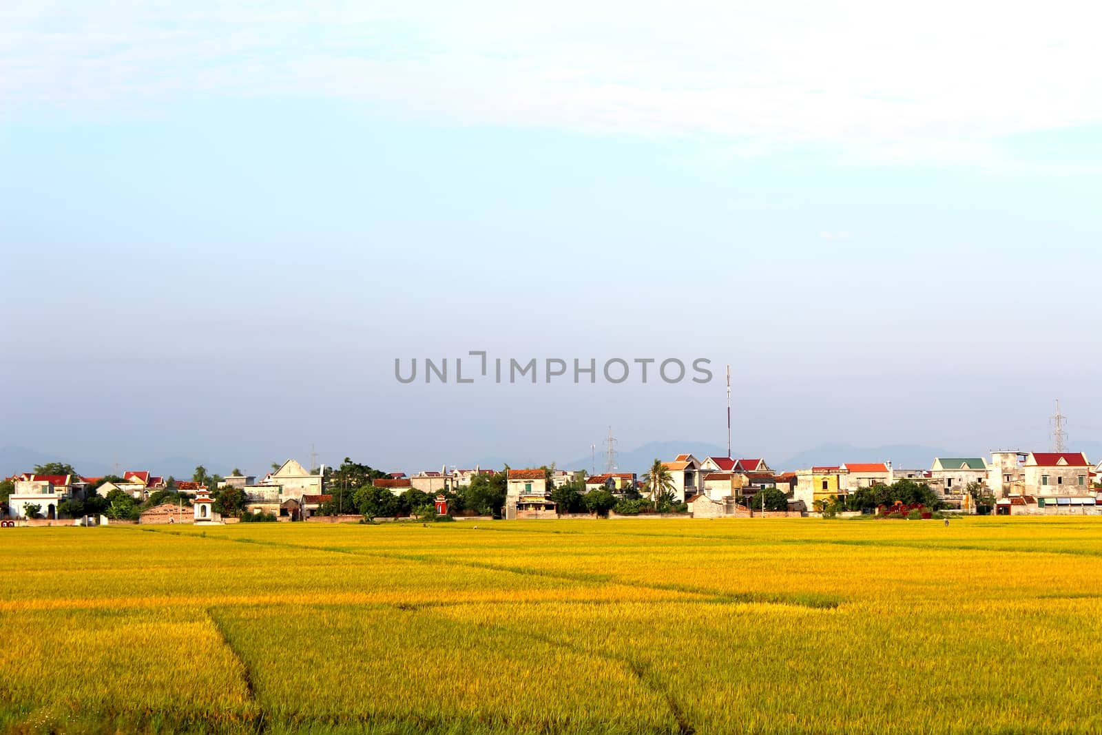 paddy field