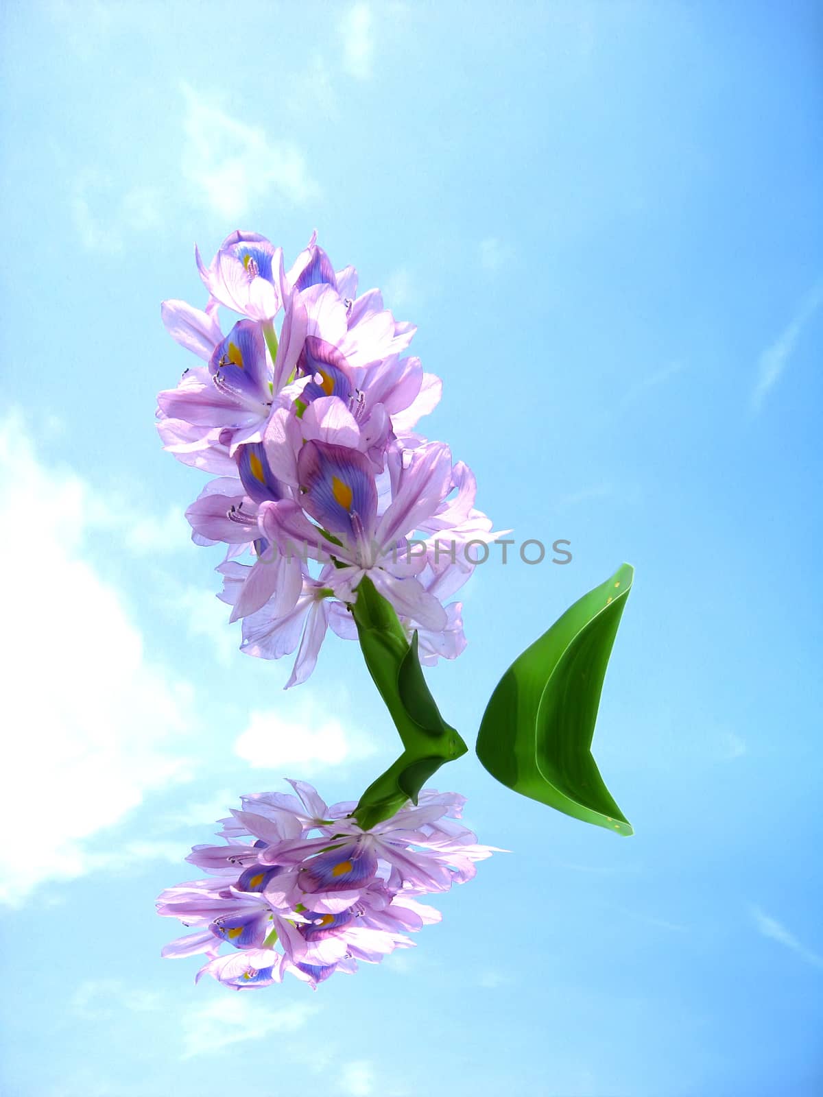 purple flower