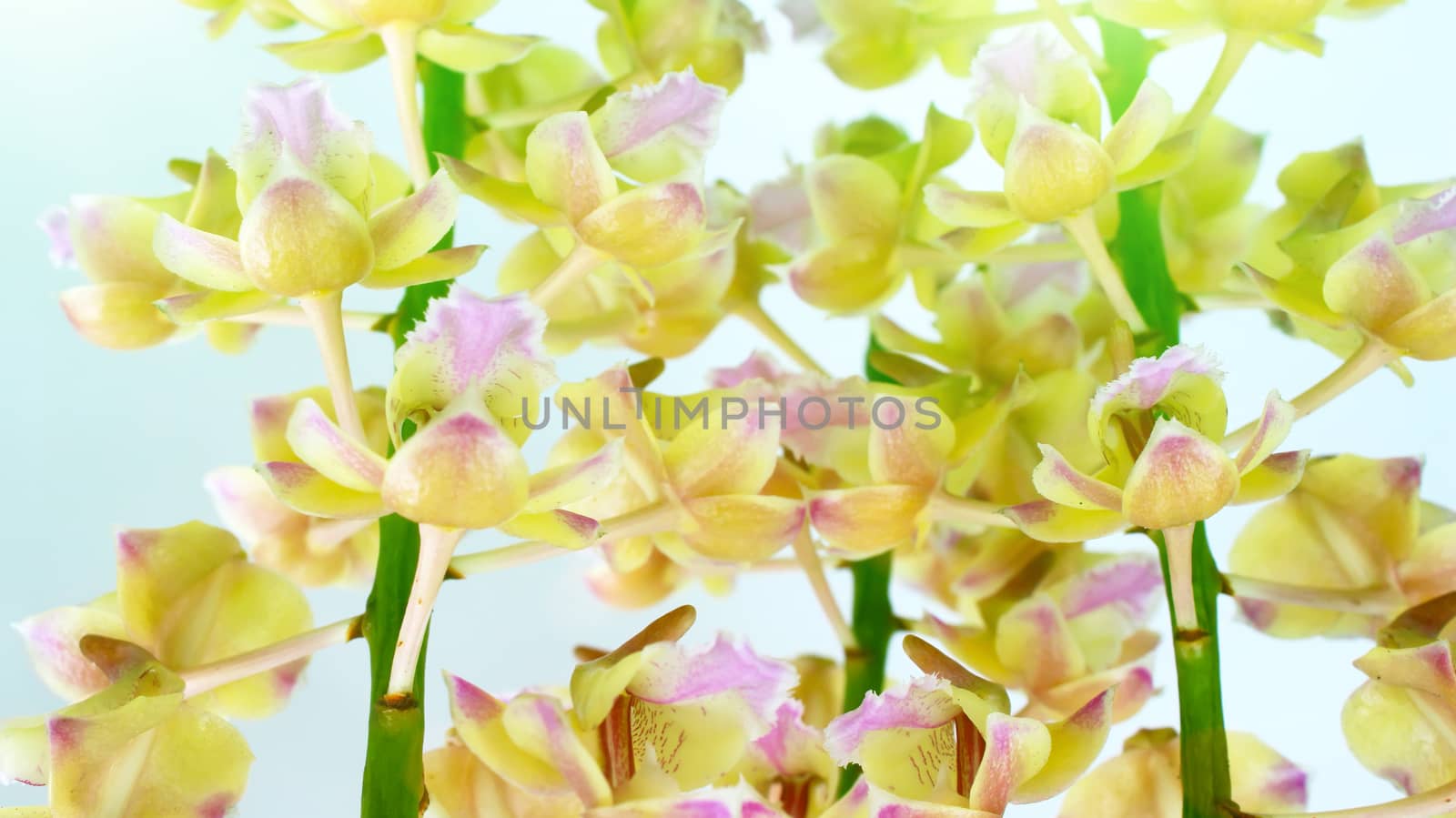 orchid isolated on white background