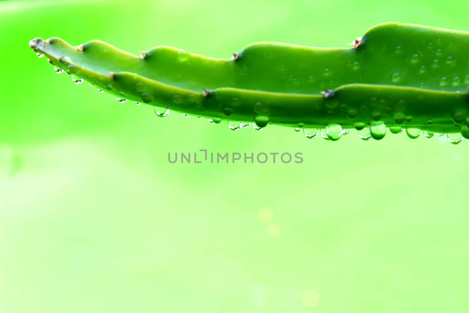 leaf