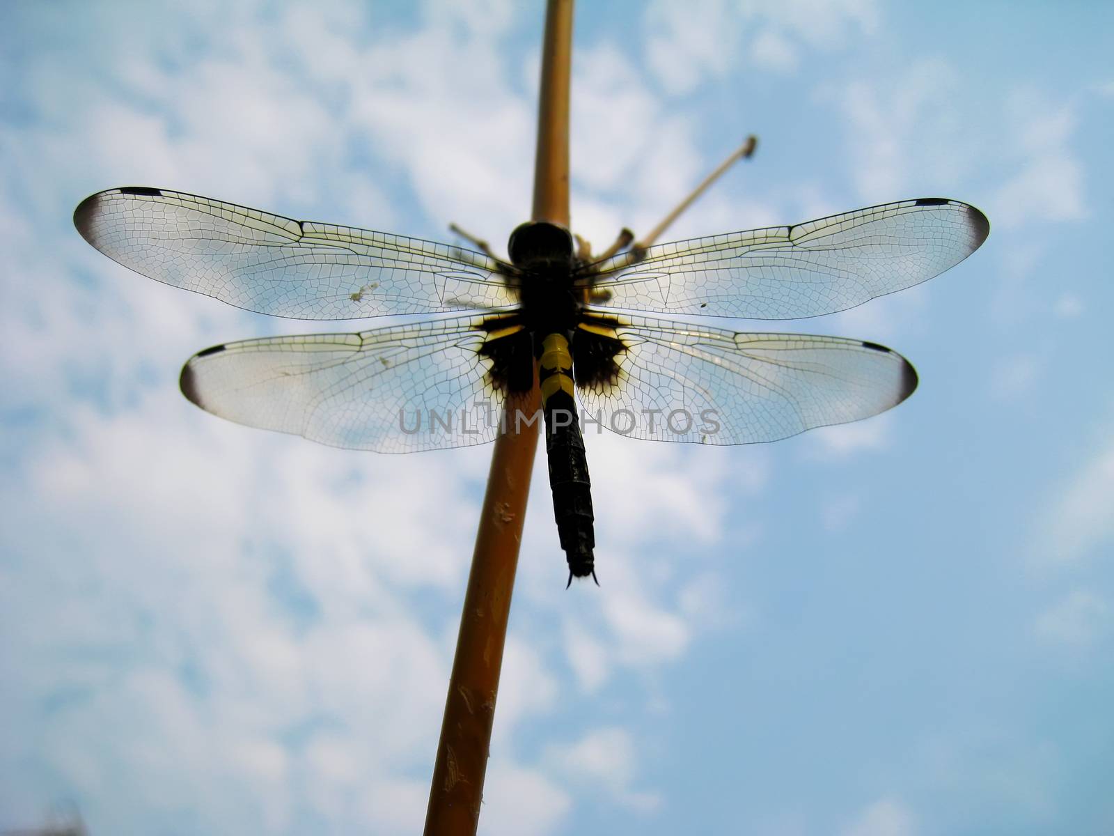 Dragonfly