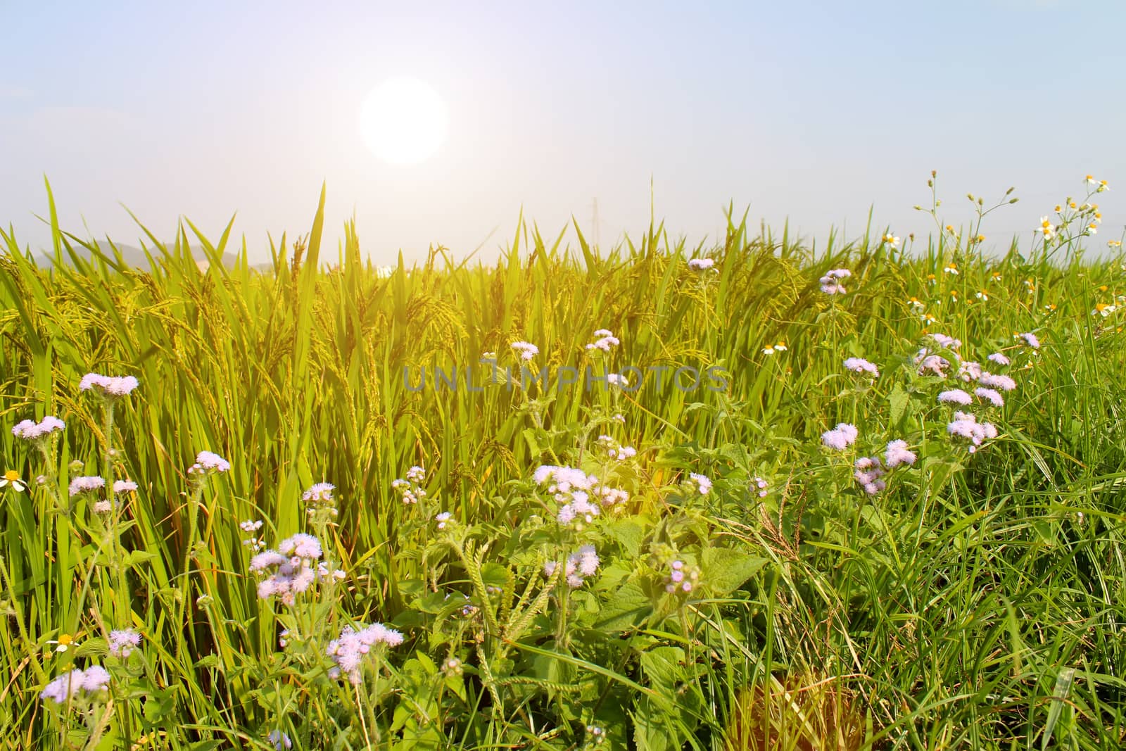 paddy field