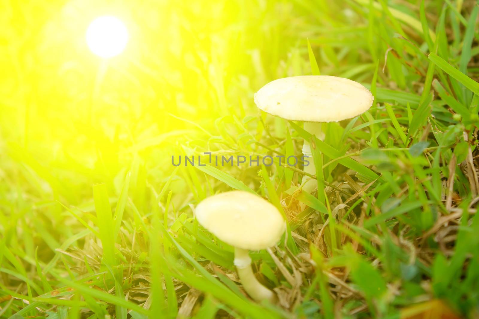 mushroom in nature 