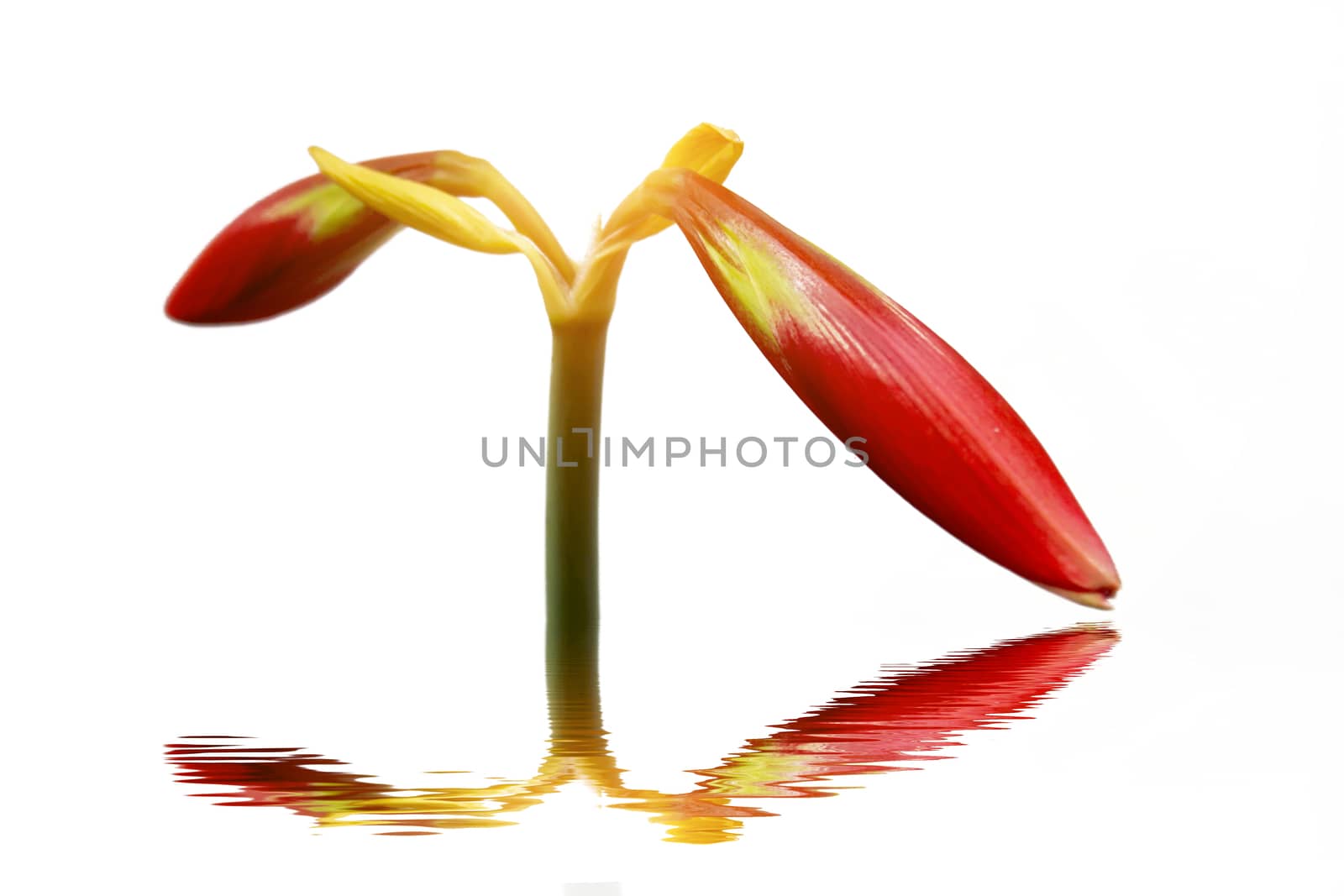 red lily
