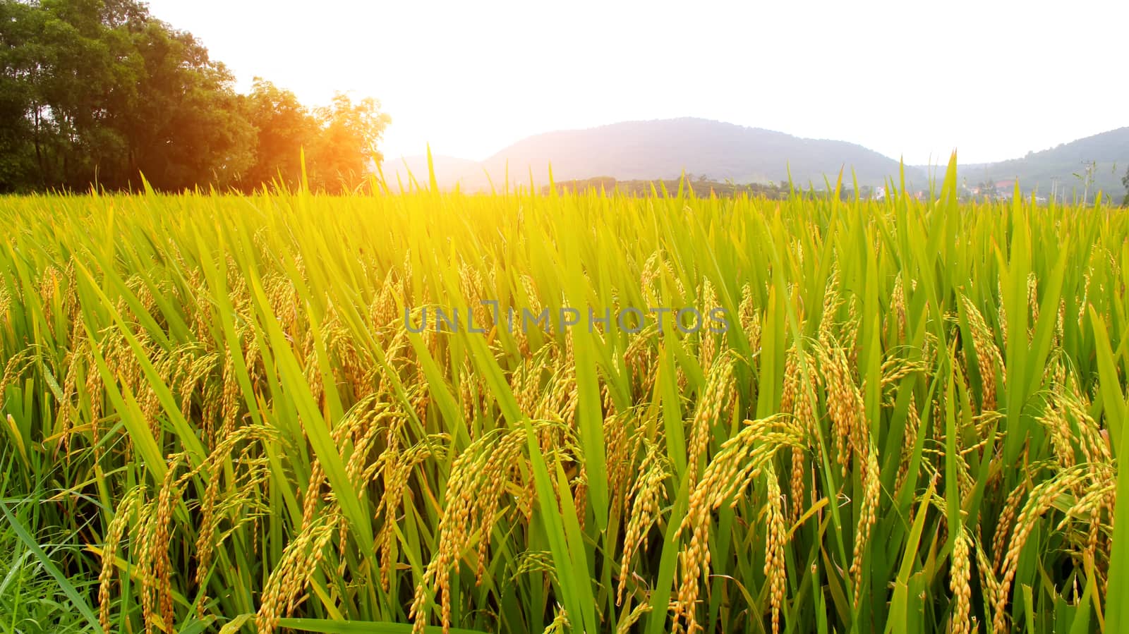 paddy field