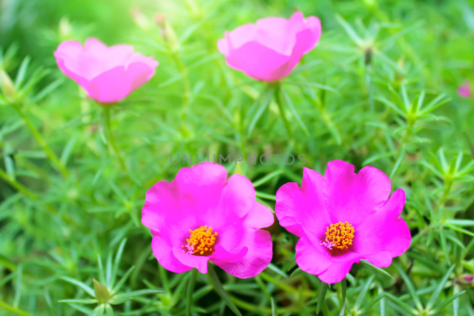 pink flower