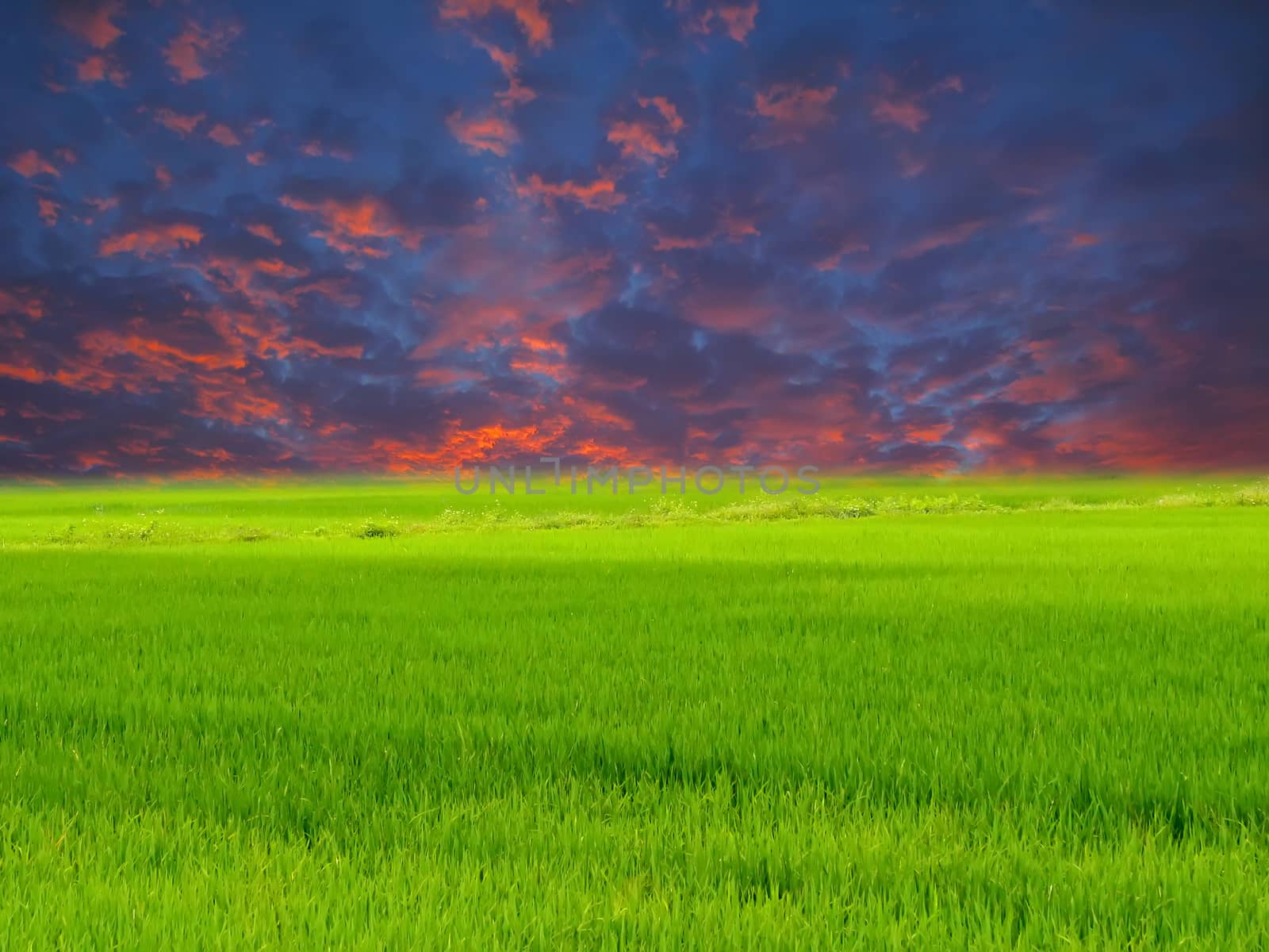 Green paddy and sky