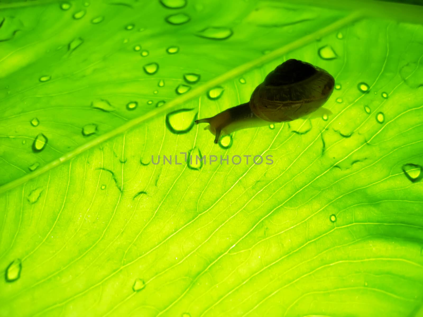 Small brown snail on a green leaf
