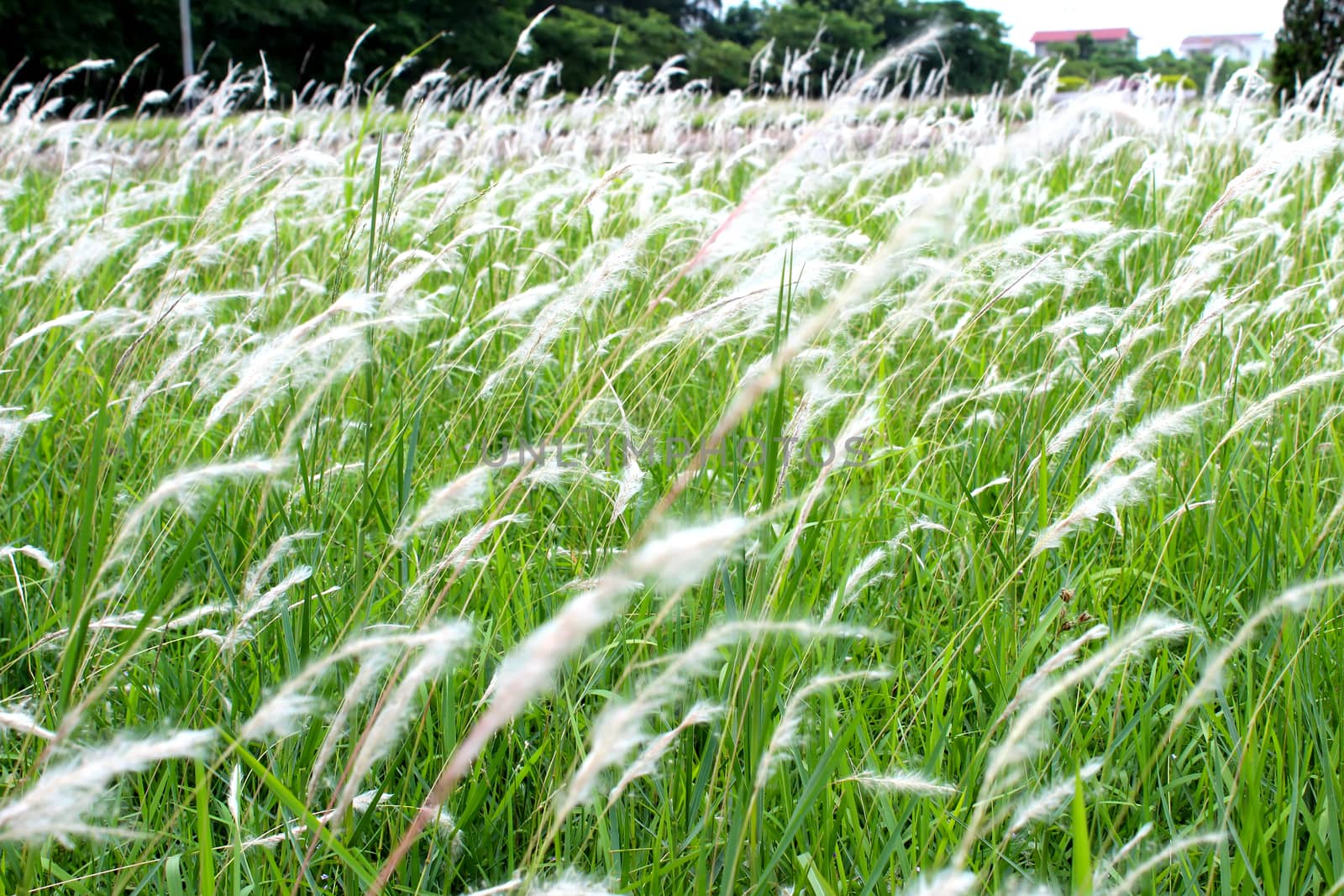 grass