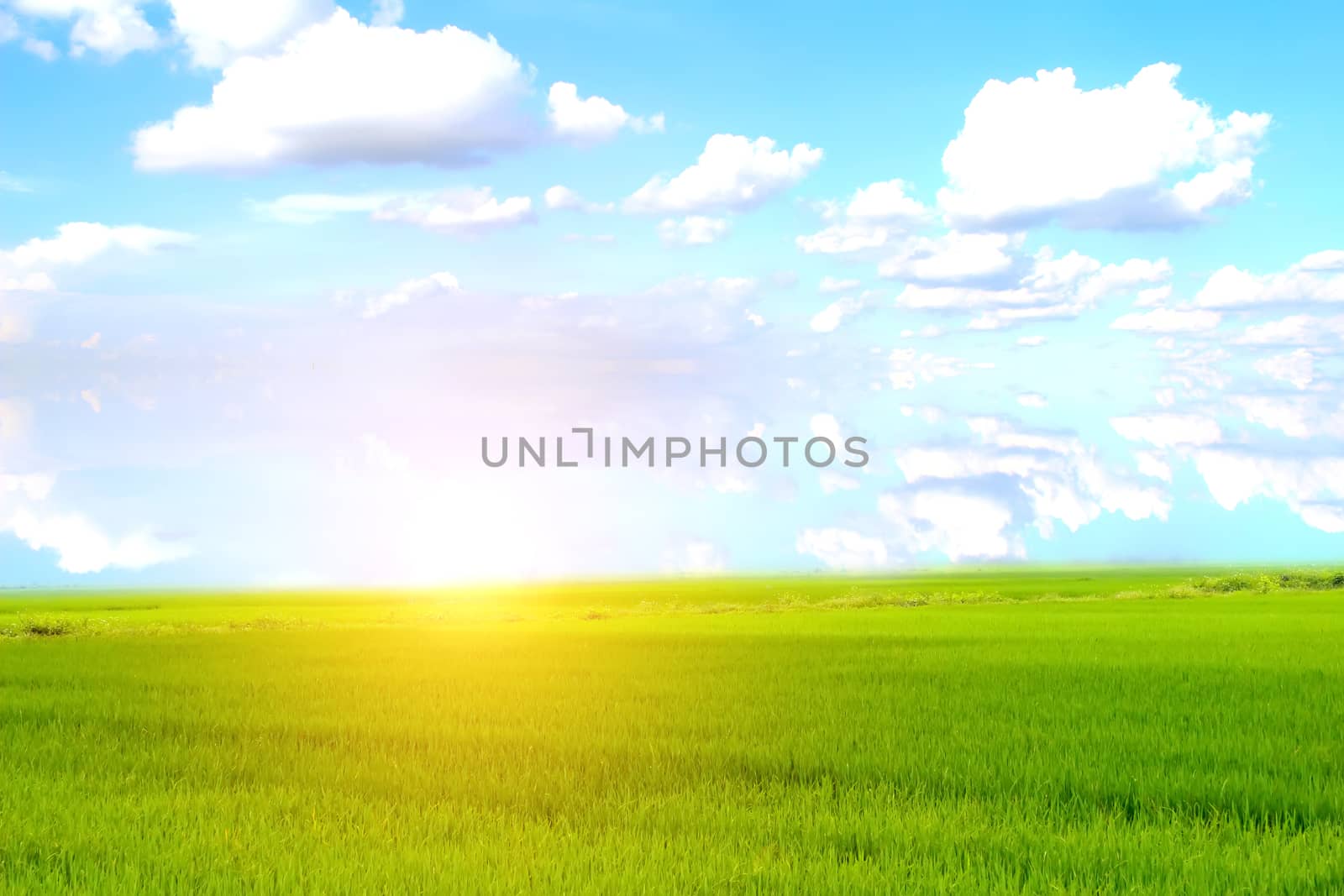 paddy field