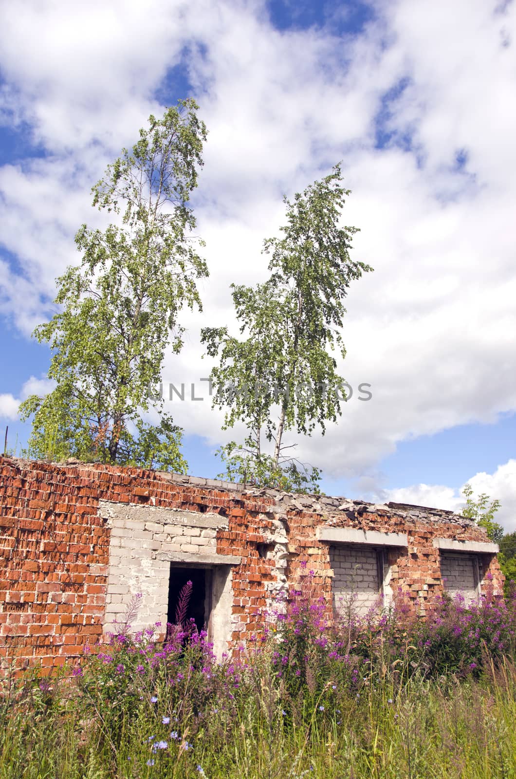 Desolate roofless and windowless brick house with birch trees growing through