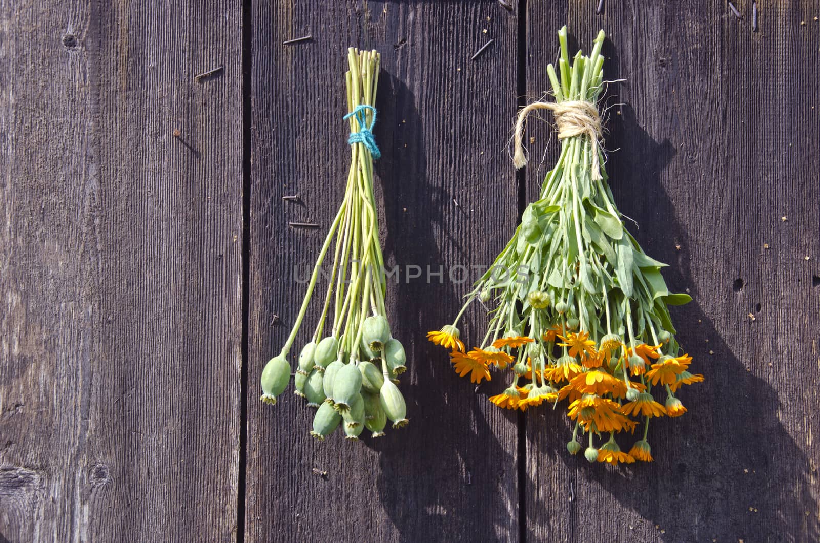Bundles of fresh herbs hanged to dry outside on a wooden wall  