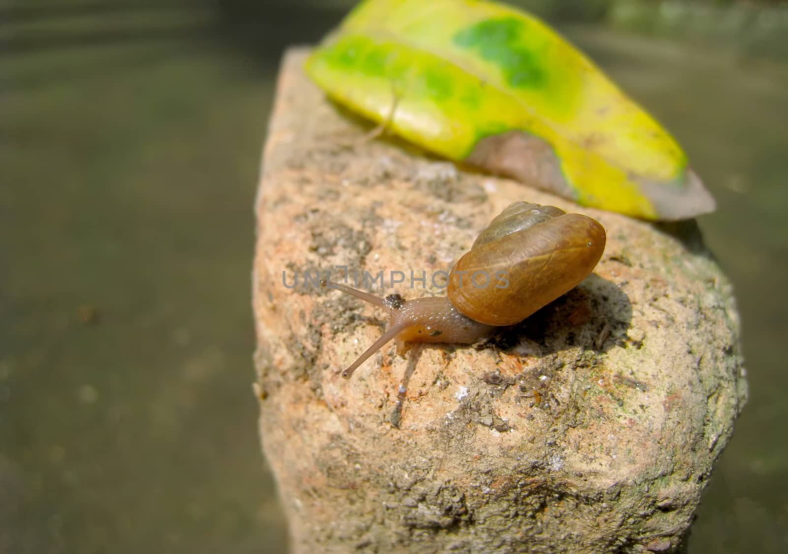 Snail
