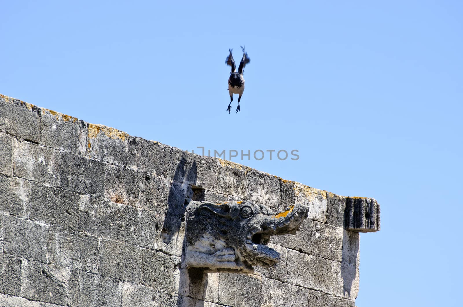 Hooded crow taking flight off ancient building, Greece
