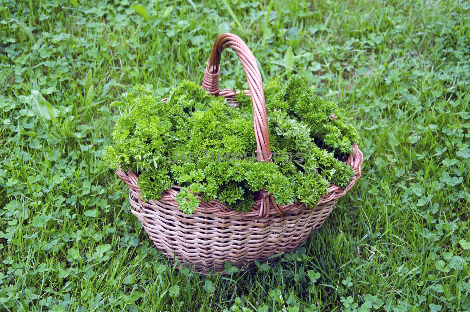 Fresh parsley in wicker basket on lawn by alis_photo