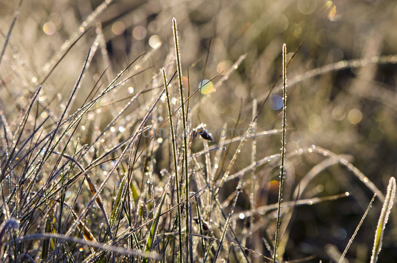 Closeup of frosty grass on sunny autumn morning by alis_photo