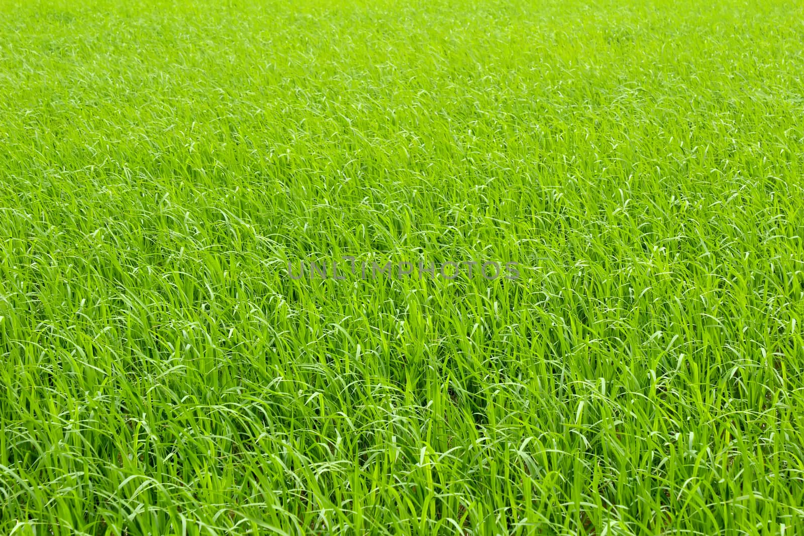 paddy field