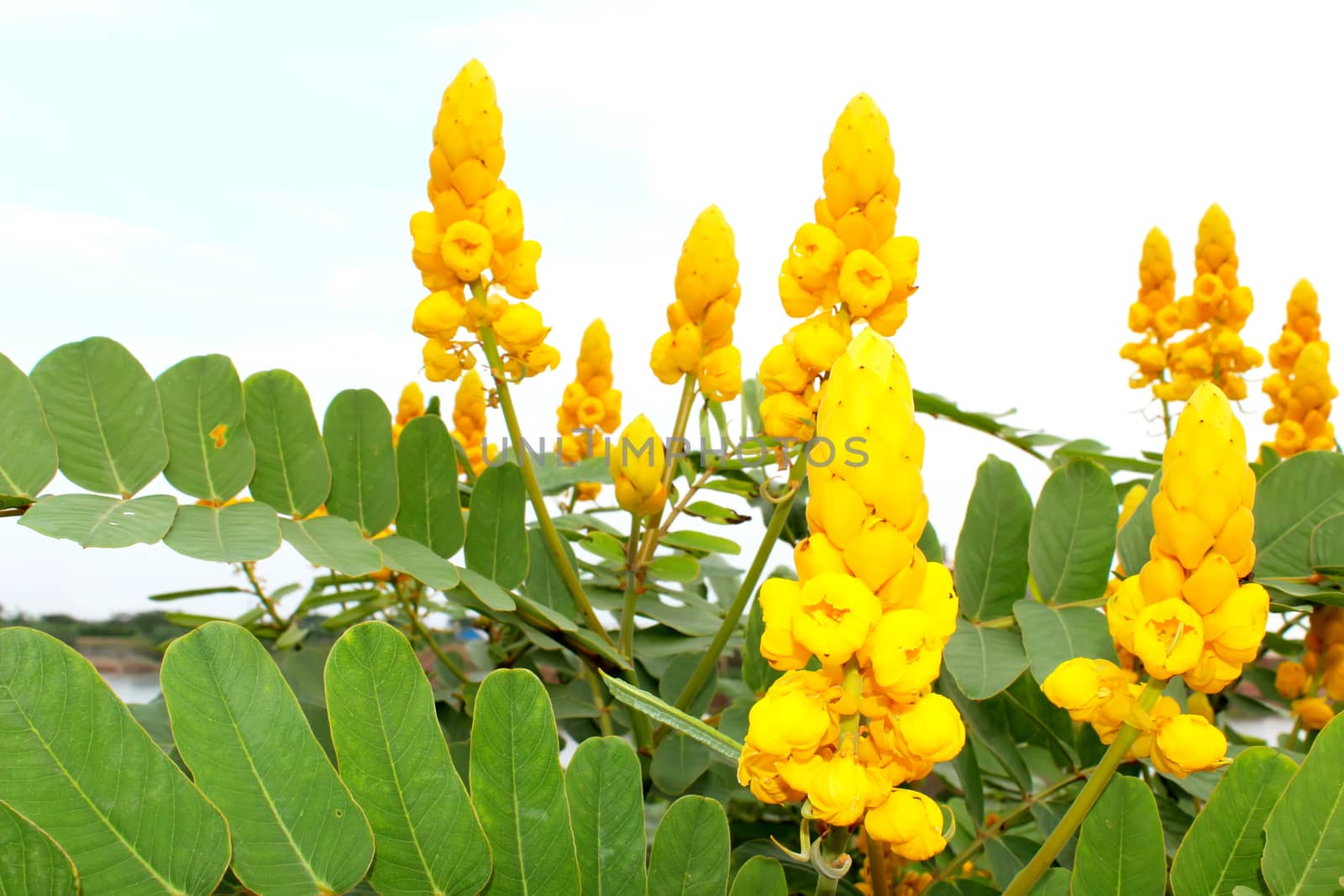 yellow flower