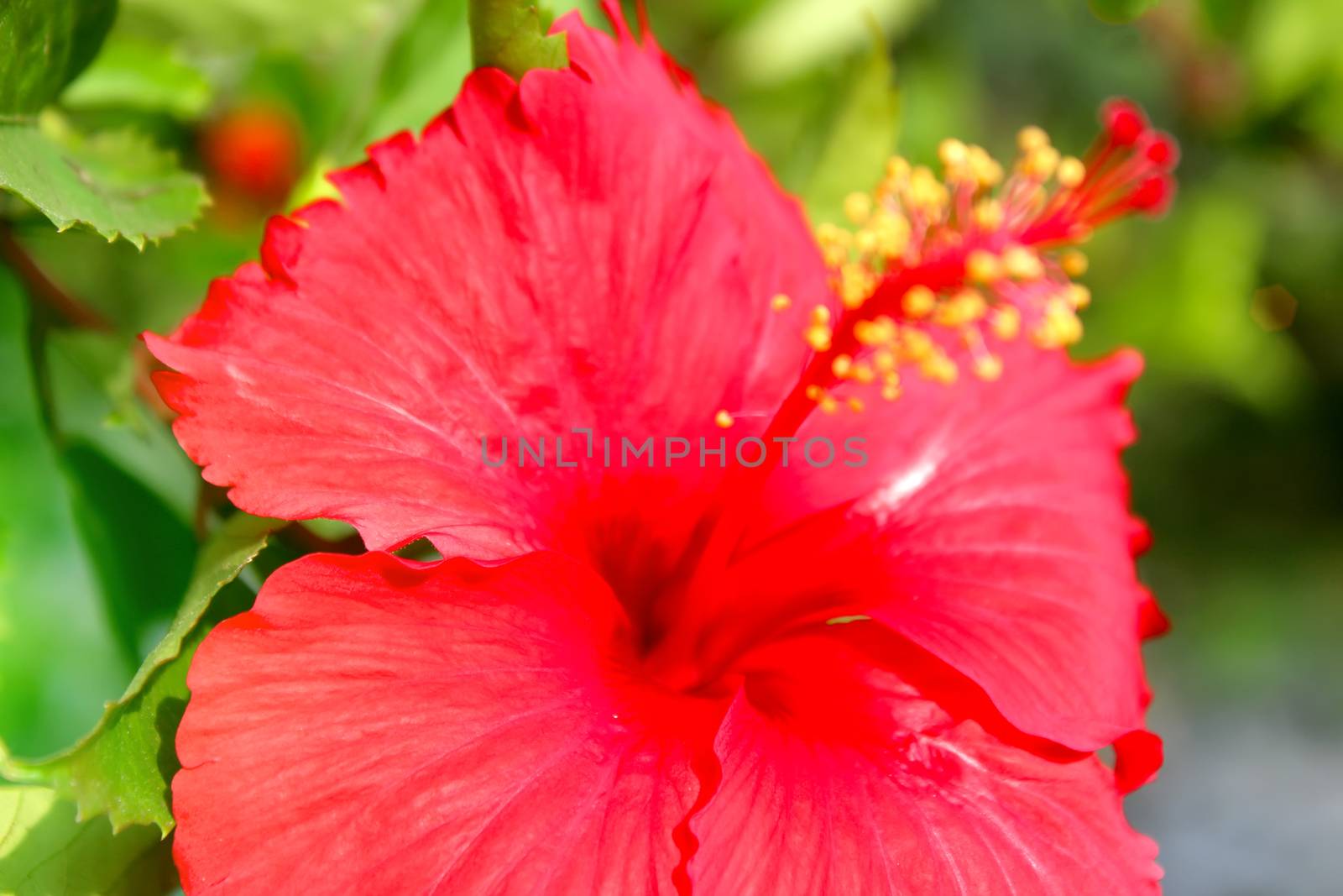red flower