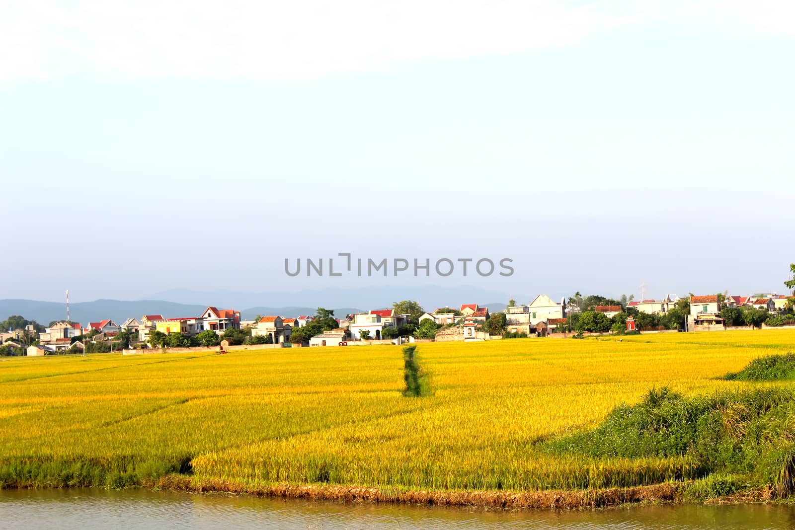 paddy field