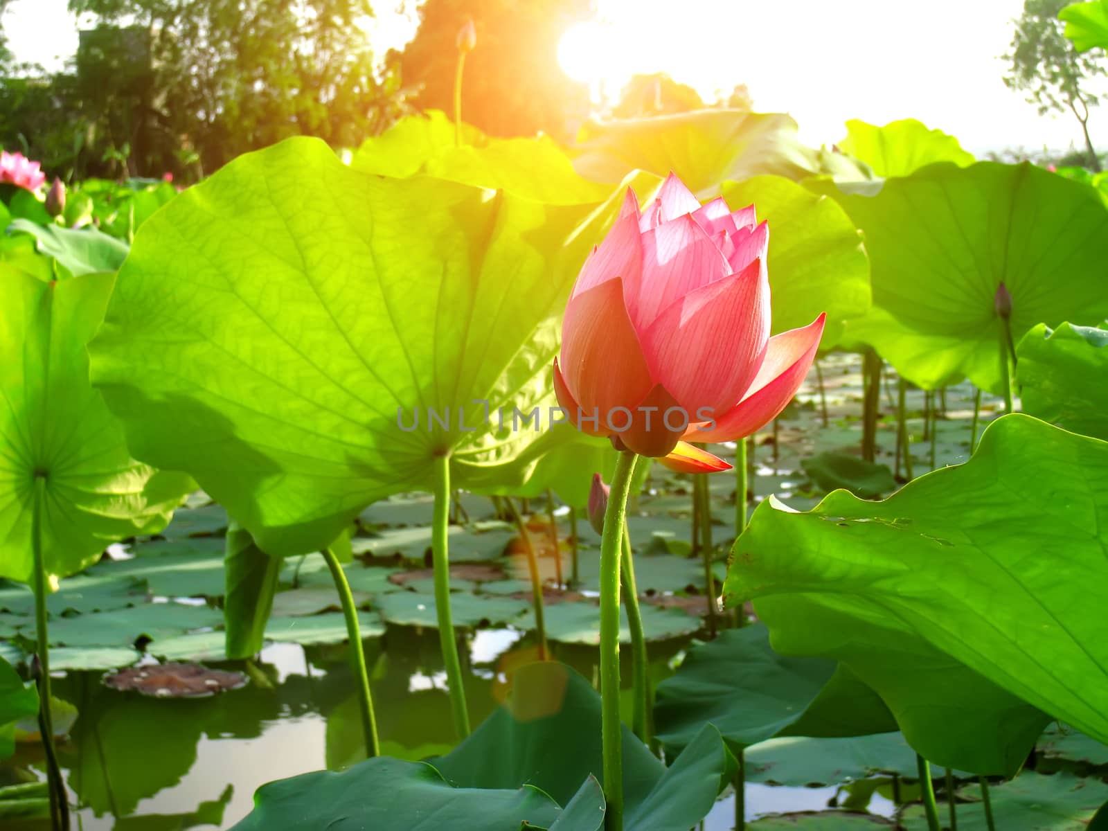 lotus pond